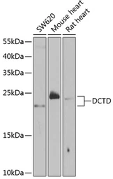 Anti-DCTD antibody used in Western Blot (WB). GTX33147