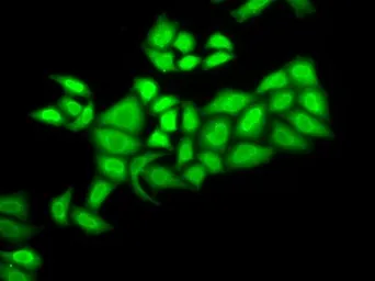 Anti-DNA polymerase epsilon 3 antibody used in Immunocytochemistry/ Immunofluorescence (ICC/IF). GTX33158