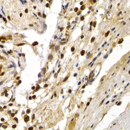Anti-DP1 antibody used in IHC (Paraffin sections) (IHC-P). GTX33162