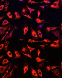Anti-FXR1 antibody used in Immunocytochemistry/ Immunofluorescence (ICC/IF). GTX33206