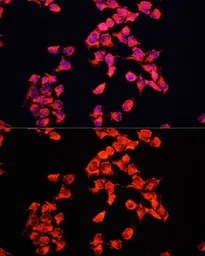 Anti-FXR1 antibody used in Immunocytochemistry/ Immunofluorescence (ICC/IF). GTX33206