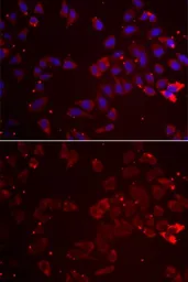 Anti-GATM antibody used in Immunocytochemistry/ Immunofluorescence (ICC/IF). GTX33216