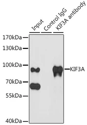 Anti-KIF3A antibody used in Immunoprecipitation (IP). GTX33287