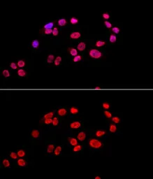 Anti-Ku80 antibody used in Immunocytochemistry/ Immunofluorescence (ICC/IF). GTX33290