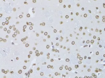 Anti-Lamin B2 antibody used in IHC (Paraffin sections) (IHC-P). GTX33292