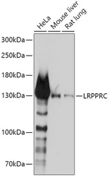 Anti-LRP130 antibody used in Western Blot (WB). GTX33302