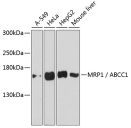 Anti-MRP1 antibody used in Western Blot (WB). GTX33323
