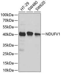 Anti-NDUFV1 antibody used in Western Blot (WB). GTX33351