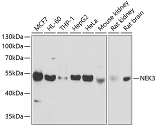 Anti-NEK3 antibody used in Western Blot (WB). GTX33352