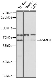 Anti-Proteasome 26S S3 antibody used in Western Blot (WB). GTX33430