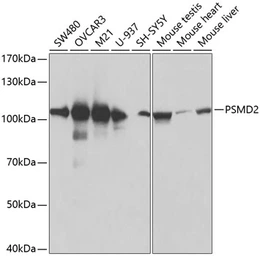 Anti-PSMD2 antibody used in Western Blot (WB). GTX33439