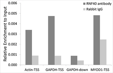 Anti-RNF40 antibody used in ChIP assay (ChIP assay). GTX33467