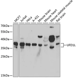 Anti-UFD1L antibody used in Western Blot (WB). GTX33570