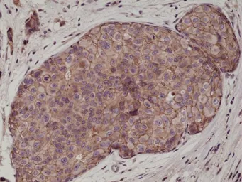 Anti-E-Cadherin antibody [RM244] used in IHC (Paraffin sections) (IHC-P). GTX33614