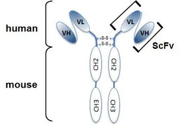Anti-Angiopoietin 2 antibody [Angy-2-1] used in  (). GTX33916
