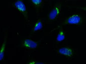 Anti-Giantin antibody [TA10] (ATTO-488) used in Immunocytochemistry/ Immunofluorescence (ICC/IF). GTX33924-13