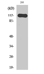 Anti-Hairless antibody used in Western Blot (WB). GTX33993