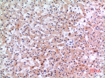 Anti-Inhibin beta E chain antibody used in IHC (Paraffin sections) (IHC-P). GTX34017