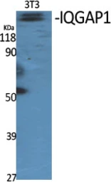 Anti-IQGAP1 antibody used in Western Blot (WB). GTX34018