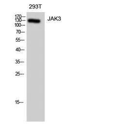 Anti-JAK3 antibody used in Western Blot (WB). GTX34020