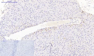 Anti-JAK3 antibody used in IHC (Paraffin sections) (IHC-P). GTX34020