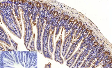 Anti-LC3A antibody [5G10] used in IHC (Paraffin sections) (IHC-P). GTX34067