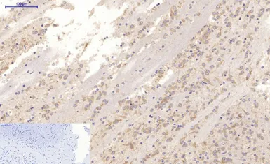 Anti-MAP2 antibody [7D4] used in IHC (Paraffin sections) (IHC-P). GTX34069