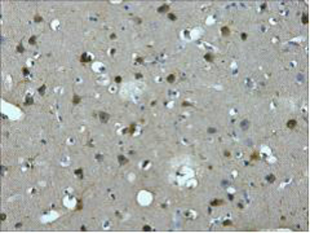 Anti-MAP2 antibody [7D4] used in IHC (Paraffin sections) (IHC-P). GTX34069