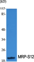 Anti-MRPS12 antibody used in Western Blot (WB). GTX34089
