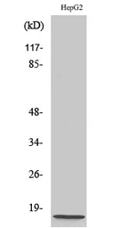 Anti-NDUFA4 antibody used in Western Blot (WB). GTX34093