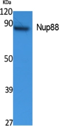 Anti-NUP88 antibody used in Western Blot (WB). GTX34104