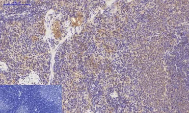 Anti-PDGF Receptor alpha antibody [7A3] used in IHC (Paraffin sections) (IHC-P). GTX34117