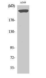 Anti-PTP zeta / Phosphacan antibody used in Western Blot (WB). GTX34153