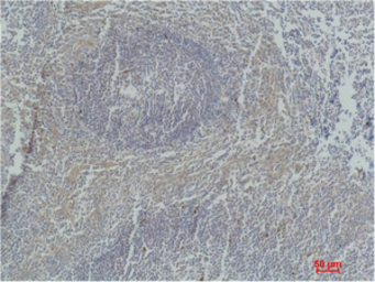 Anti-Caspase 3 antibody [5E1] used in IHC (Paraffin sections) (IHC-P). GTX34164