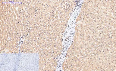 Anti-Caspase 8 antibody [2G12] used in IHC (Paraffin sections) (IHC-P). GTX34167