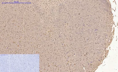 Anti-Caspase 9 antibody [3-20] used in IHC (Paraffin sections) (IHC-P). GTX34168