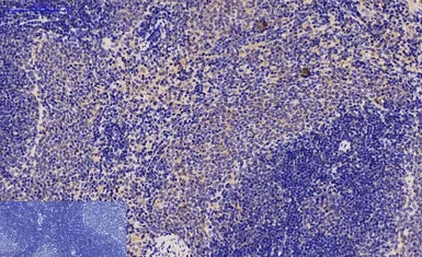 Anti-Caspase 9 antibody [3-20] used in IHC (Paraffin sections) (IHC-P). GTX34168
