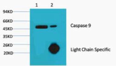Anti-Caspase 9 antibody [3-20] used in Western Blot and Immunoprecipitation (WB IP). GTX34168