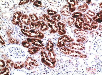 Anti-Cystatin C antibody [7F11] used in IHC (Paraffin sections) (IHC-P). GTX34334