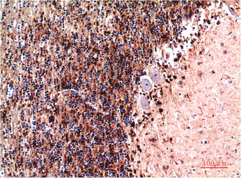 Anti-Cystatin C antibody [7F11] used in IHC (Paraffin sections) (IHC-P). GTX34334