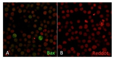 Anti-Bax antibody [2D2] used in Immunocytochemistry/ Immunofluorescence (ICC/IF). GTX34422