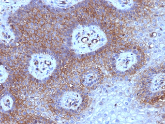 Anti-beta 2 Microglobulin antibody [B2M/961] used in IHC (Paraffin sections) (IHC-P). GTX34437