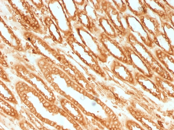 Anti-Calnexin antibody [CANX/1541] used in IHC (Paraffin sections) (IHC-P). GTX34446