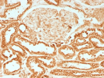 Anti-Calnexin antibody [CANX/1541] used in IHC (Paraffin sections) (IHC-P). GTX34446