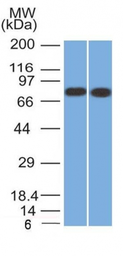 Anti-Calnexin antibody [CANX/1541] used in Western Blot (WB). GTX34446