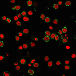 Anti-CD31 antibody [C31.3] used in Immunocytochemistry/ Immunofluorescence (ICC/IF). GTX34490