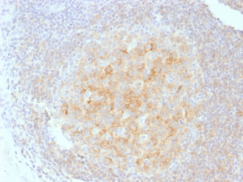 Anti-CD40 antibody [C40/1605] used in IHC (Paraffin sections) (IHC-P). GTX34506
