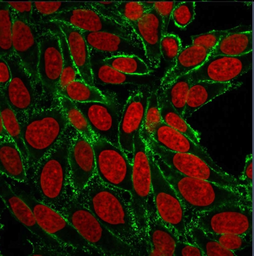 Anti-CD44 antibody [156-3C11] used in Immunocytochemistry/ Immunofluorescence (ICC/IF). GTX34519