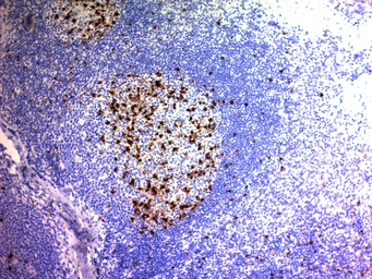 Anti-CD57 antibody [NK/804] used in IHC (Paraffin sections) (IHC-P). GTX34531