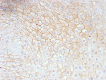 Anti-CD59 antibody [MACIF/629] used in IHC (Paraffin sections) (IHC-P). GTX34532